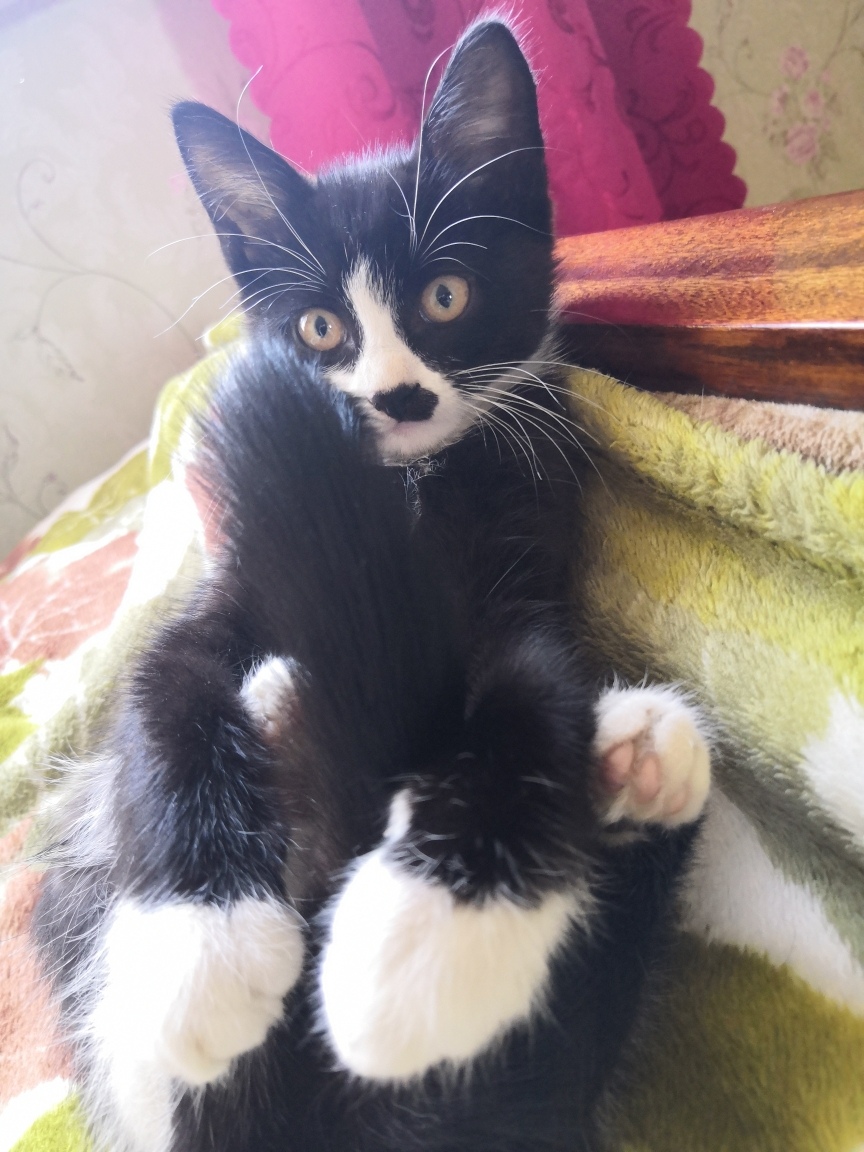 Муха - Имена для девочек - Клички для котов и кошек