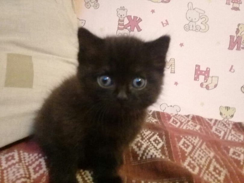 Чуча - Имена для мальчиков - Клички для котов и кошек