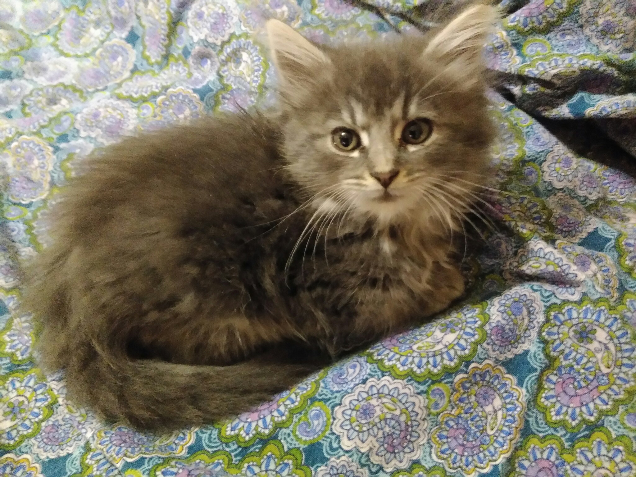 Сильва - Имена для девочек - Клички для котов и кошек