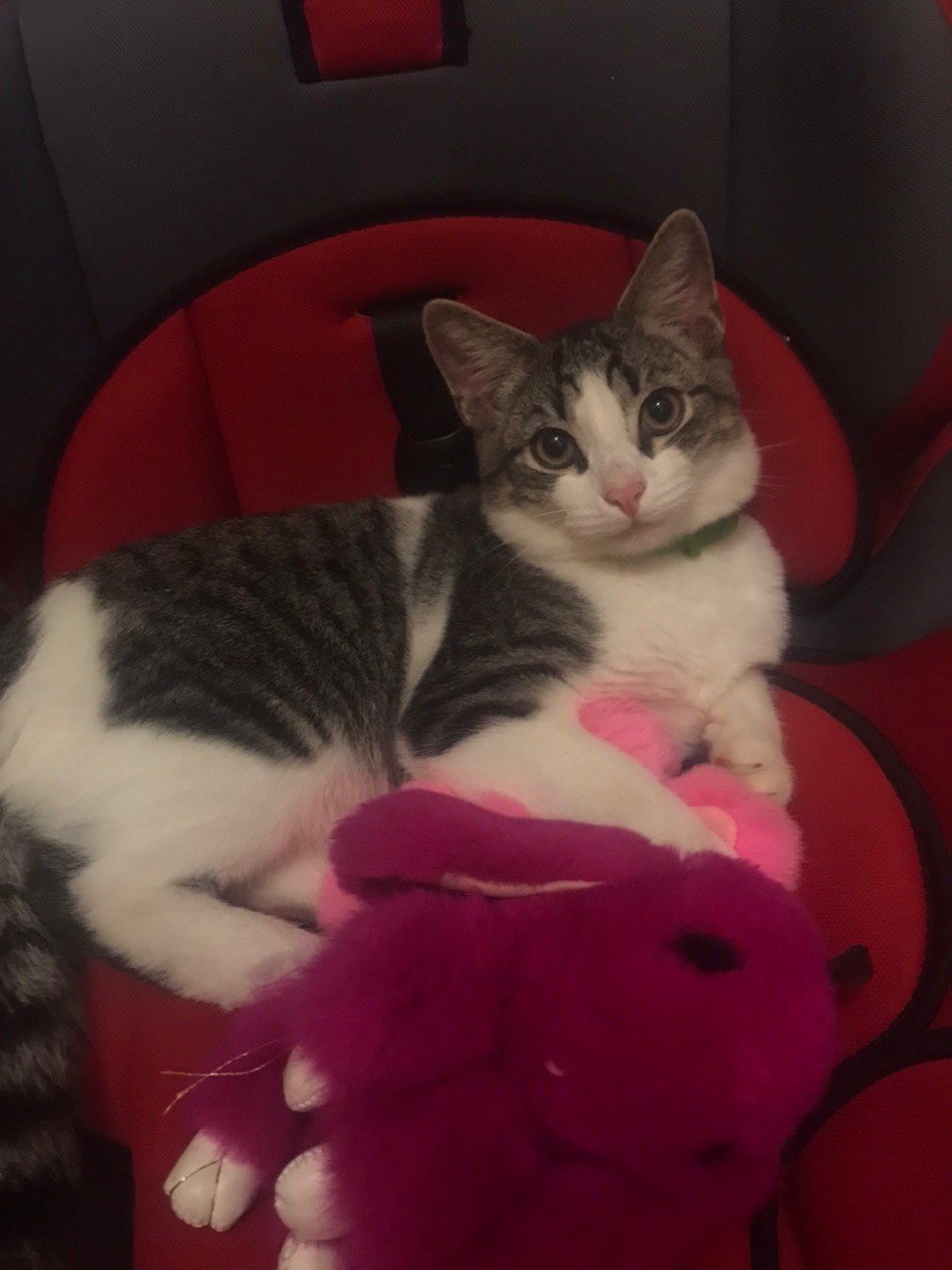 Феня - Имена для мальчиков - Клички для котов и кошек