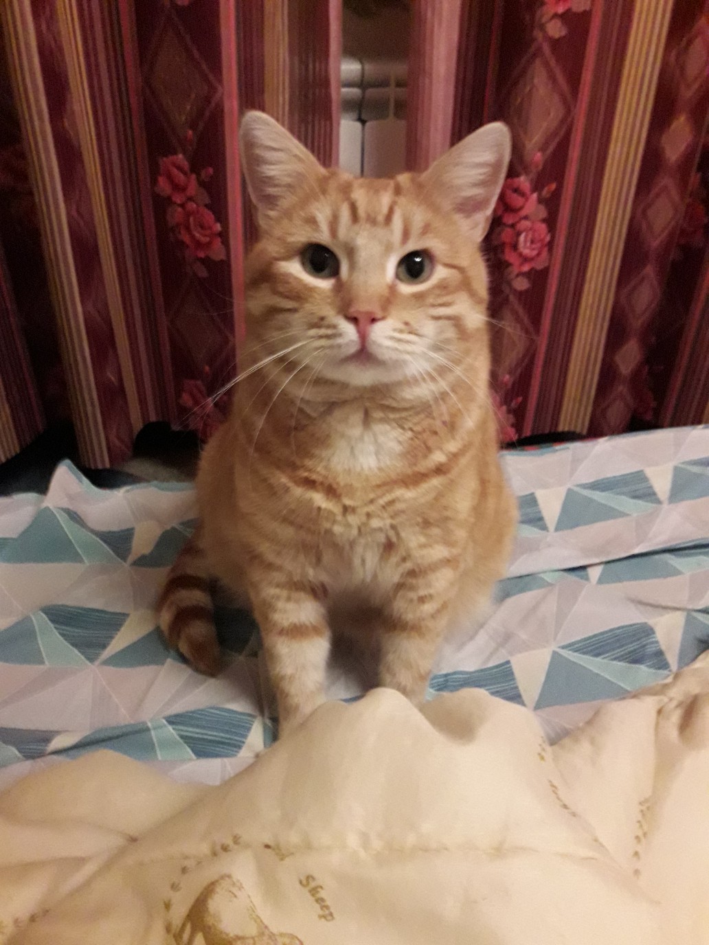 Сёма - Имена для мальчиков - Клички для котов и кошек