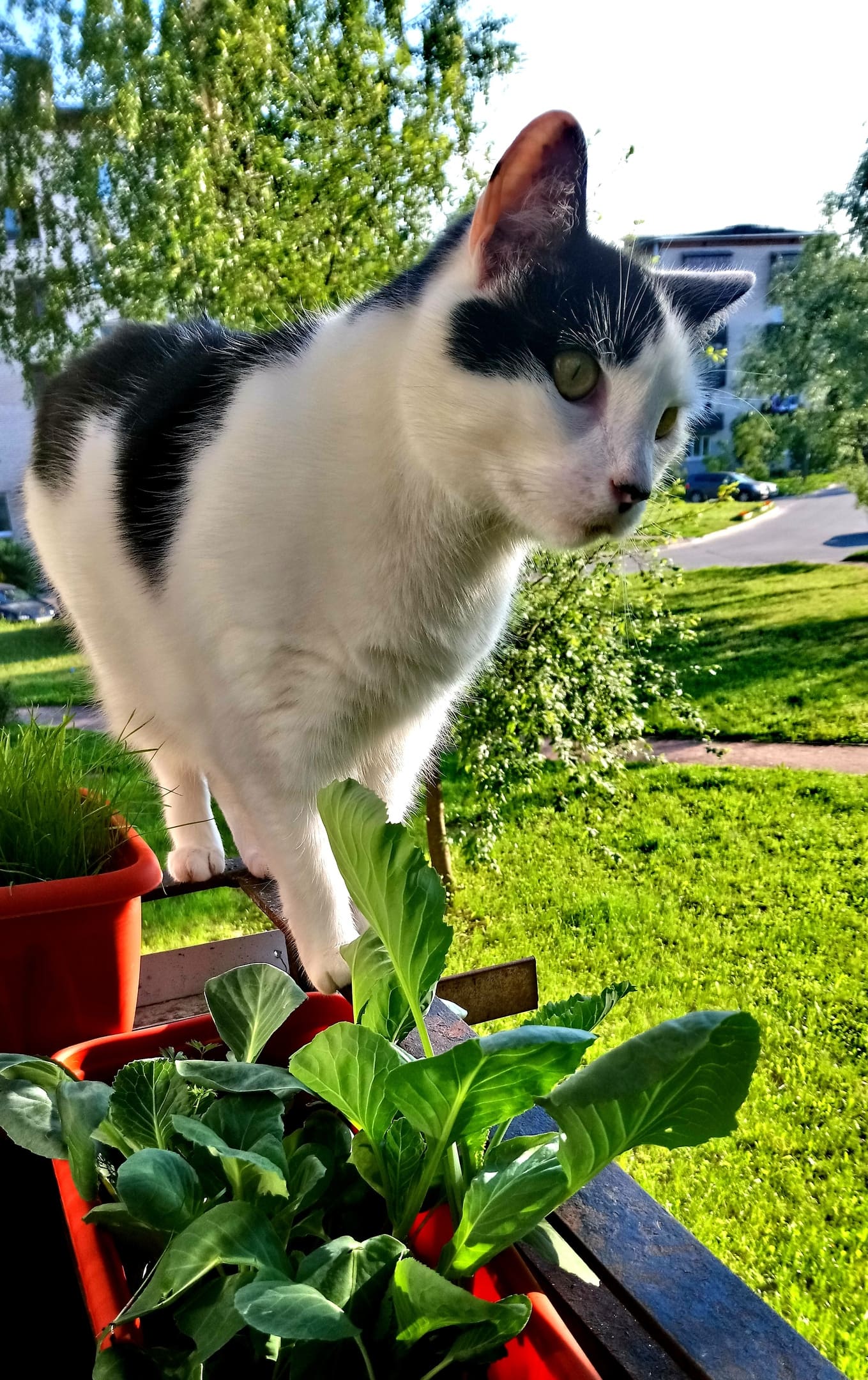 Геша - Имена для мальчиков - Клички для котов и кошек