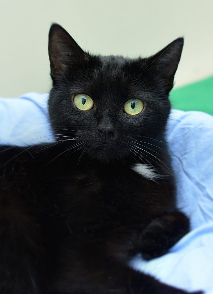 Ночка - Имена для девочек - Клички для котов и кошек