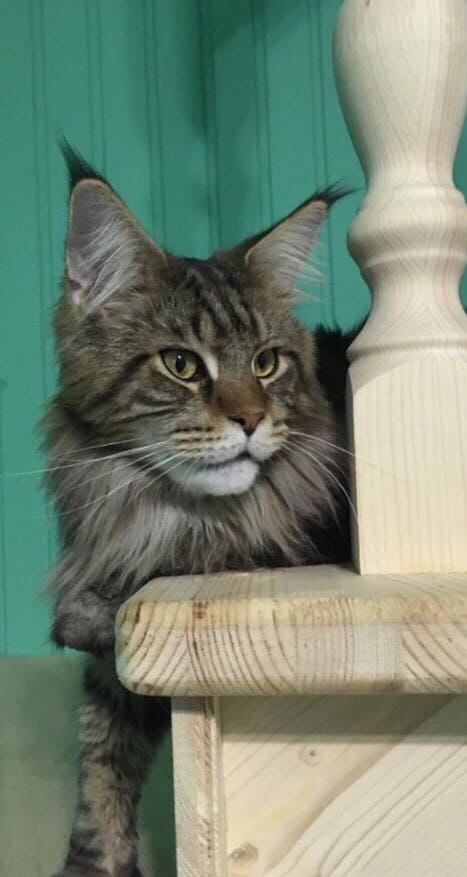 Бармалей - Имена для мальчиков - Клички для котов и кошек