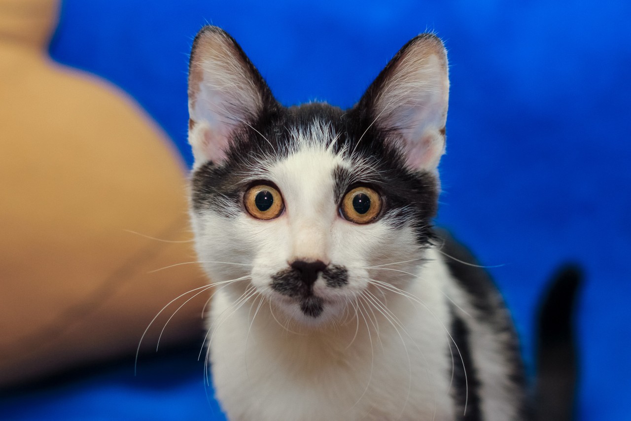 Кристиан - Имена для мальчиков - Клички для котов и кошек