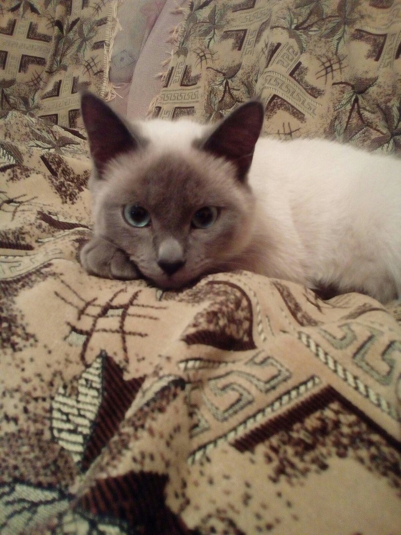 Борис - Имена для мальчиков - Клички для котов и кошек