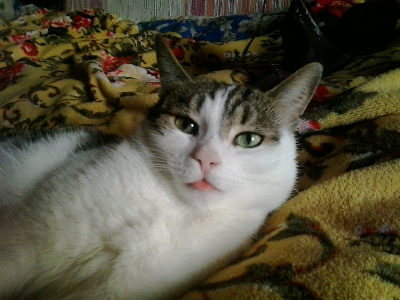 Марти - Имена для мальчиков - Клички для котов и кошек