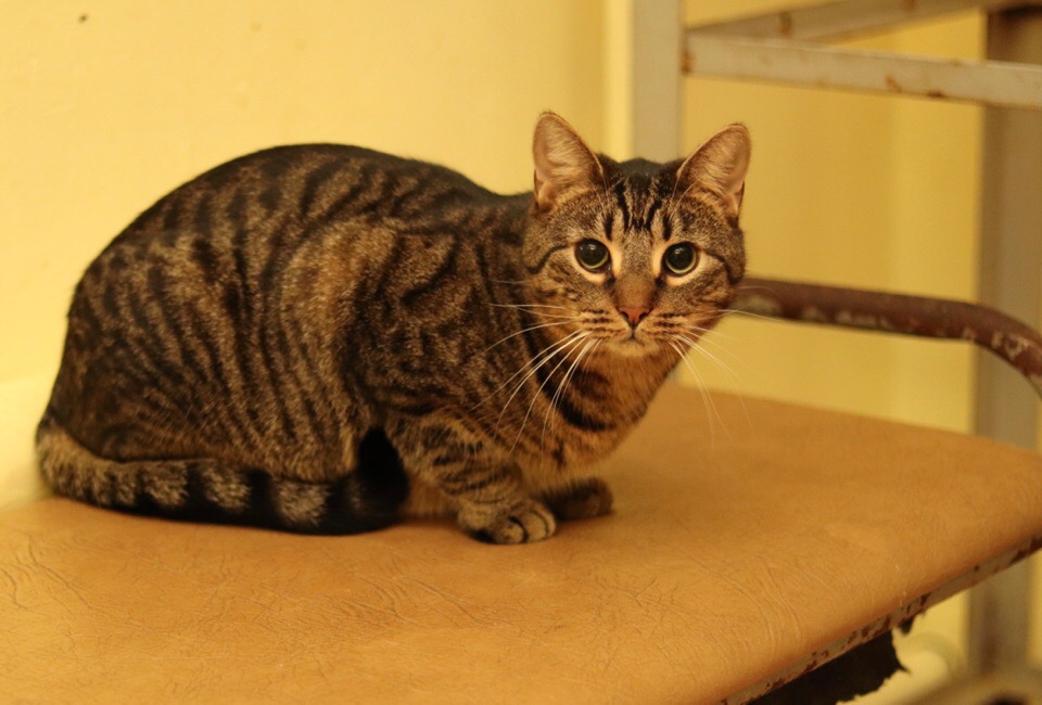 Барик - Имена для мальчиков - Клички для котов и кошек