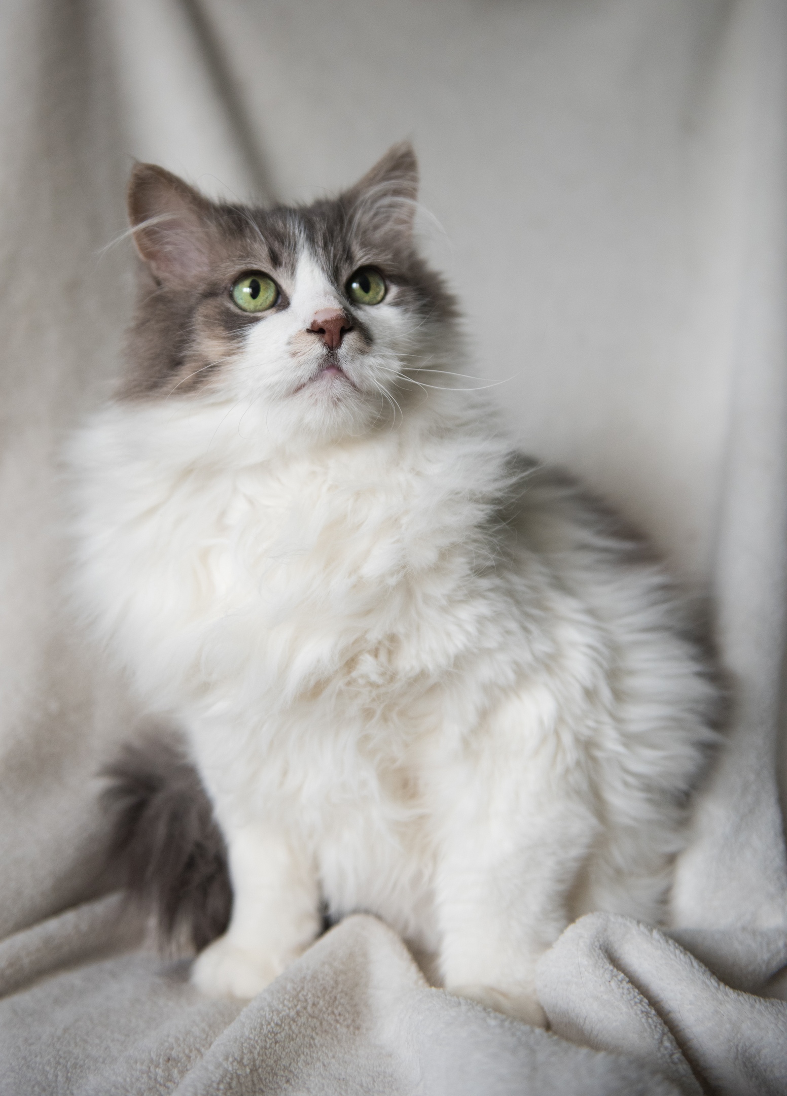 Зевс - Имена для мальчиков - Клички для котов и кошек