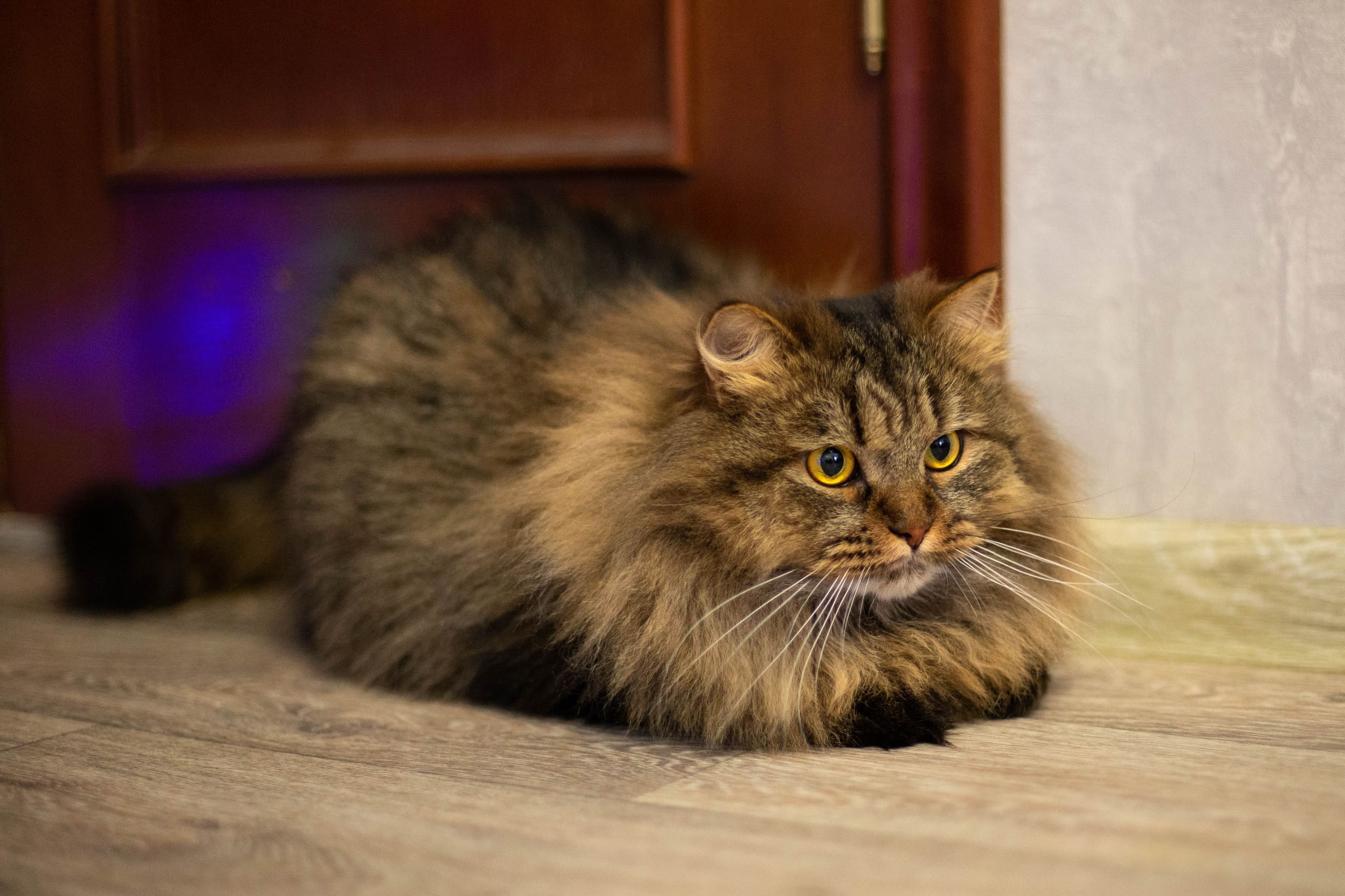 Федя - Имена для мальчиков - Клички для котов и кошек