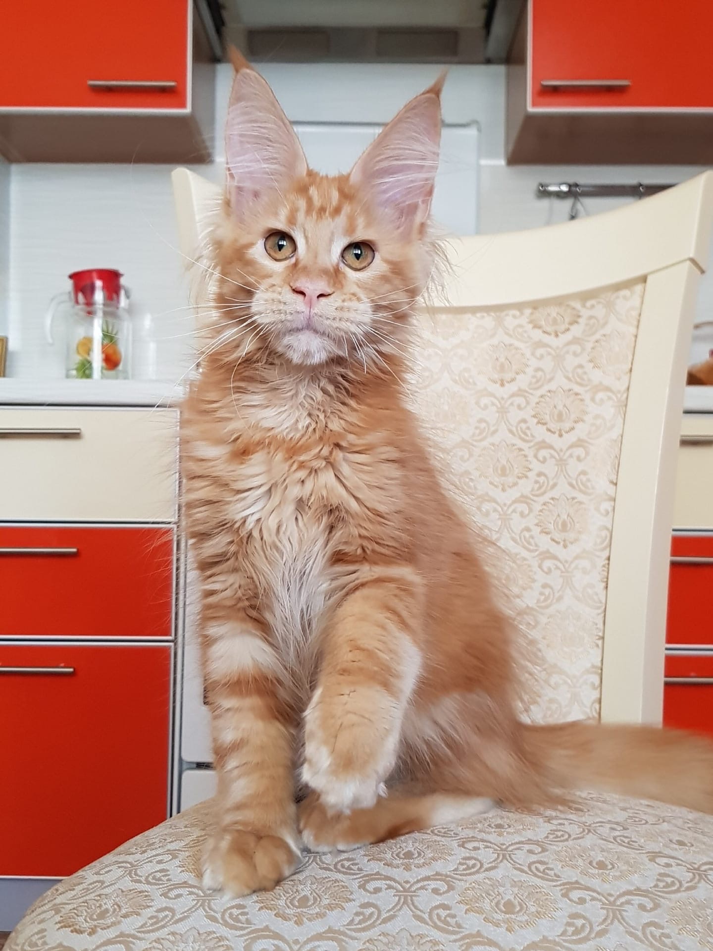 Кира - Имена для девочек - Клички для котов и кошек