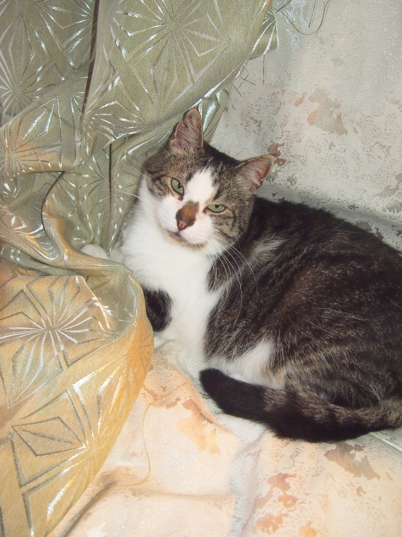 Паша - Имена для мальчиков - Клички для котов и кошек