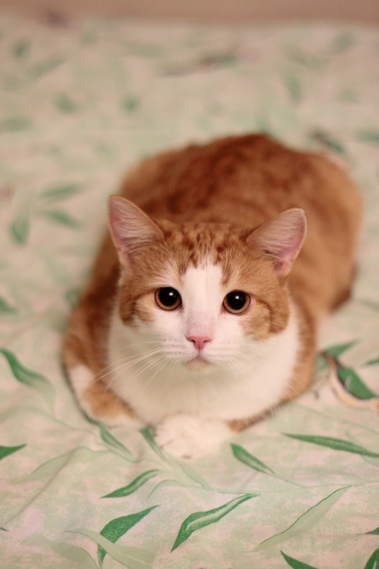 Марсель - Имена для мальчиков - Клички для котов и кошек