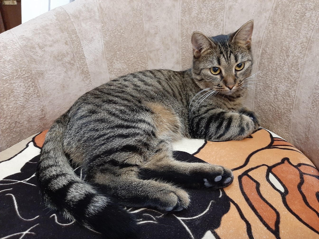 Виола - Имена для девочек - Клички для котов и кошек