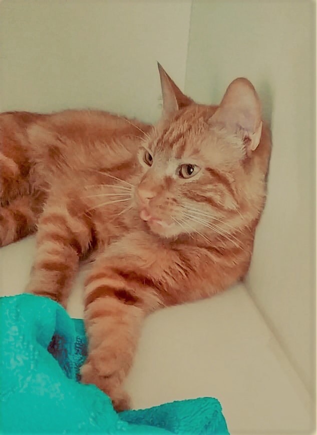 Яша - Имена для мальчиков - Клички для котов и кошек