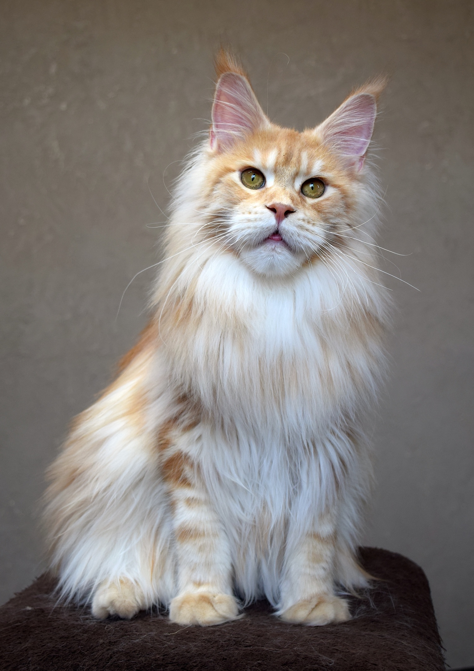 Джем - Имена для мальчиков - Клички для котов и кошек