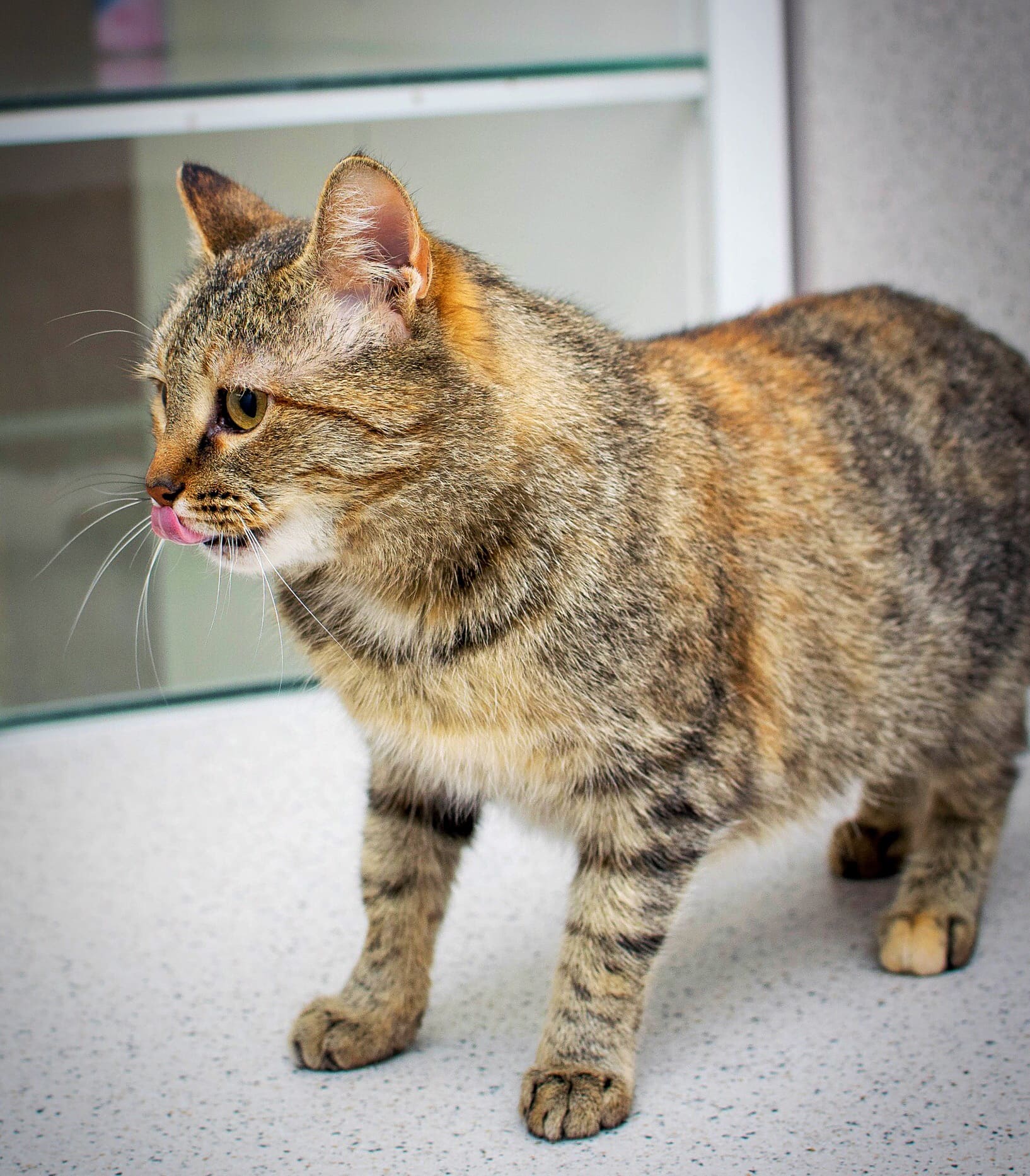 Мурёна - Имена для девочек - Клички для котов и кошек