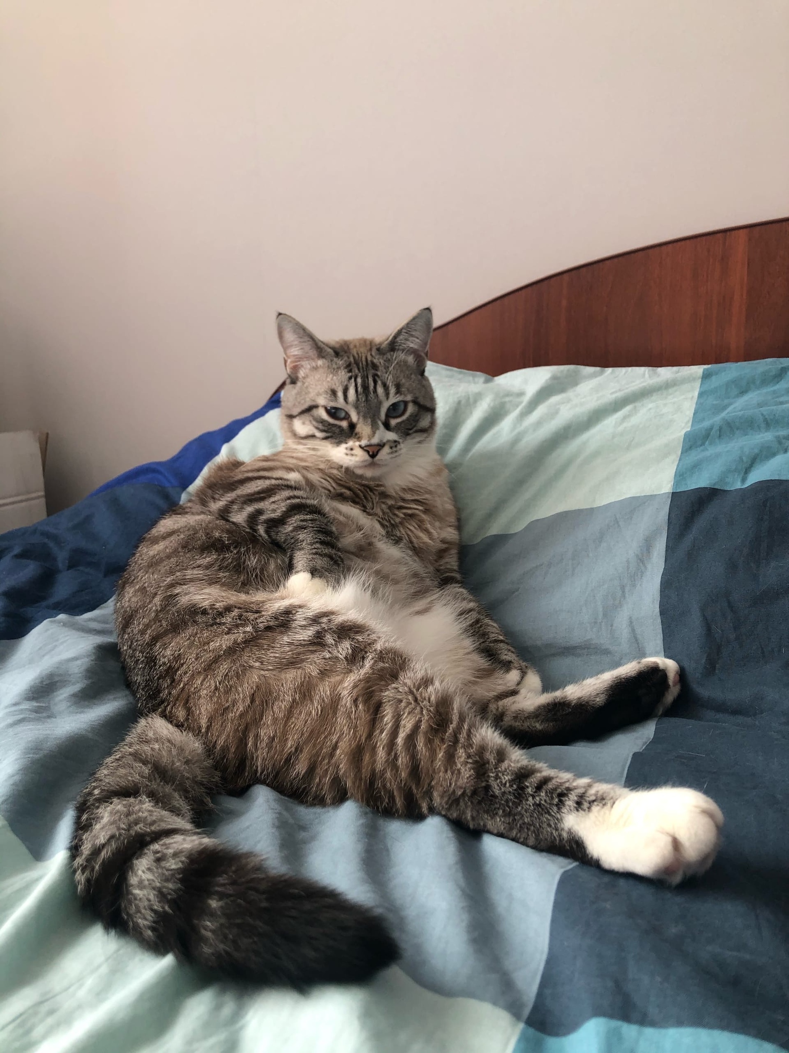 Гошан - Имена для мальчиков - Клички для котов и кошек