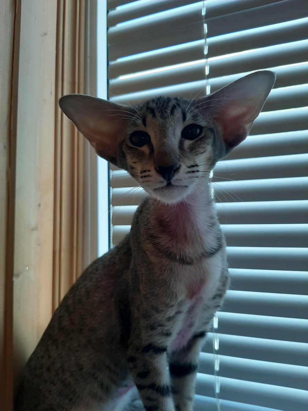 Арья - Имена для девочек - Клички для котов и кошек