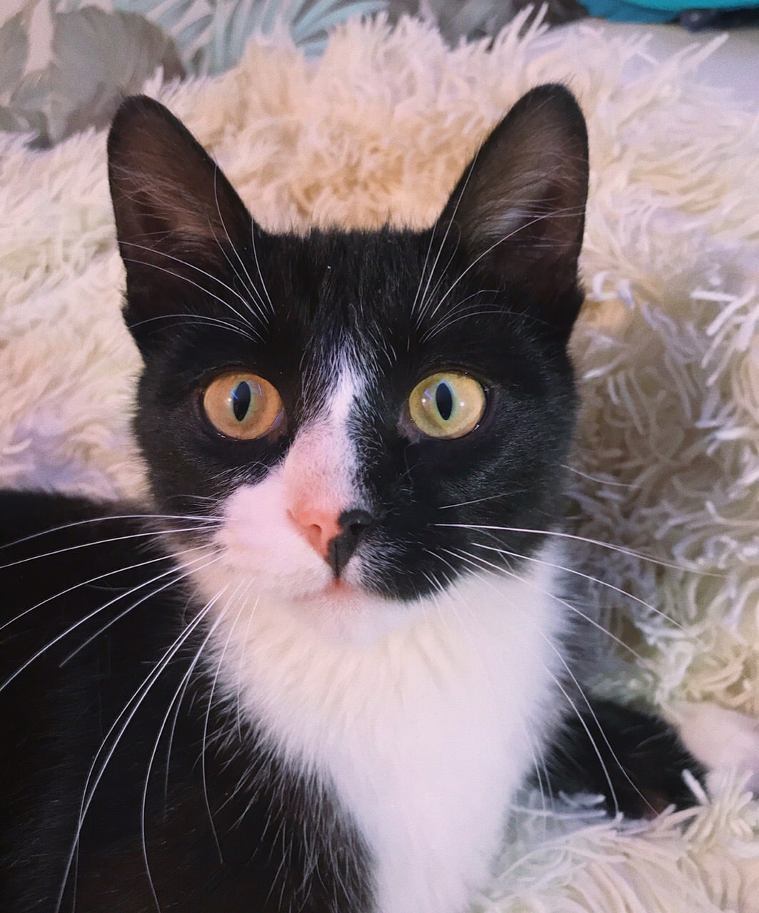 Чита - Имена для девочек - Клички для котов и кошек