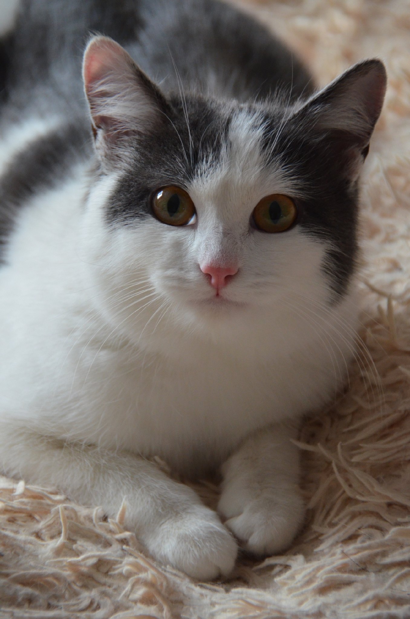 Марыся - Имена для девочек - Клички для котов и кошек