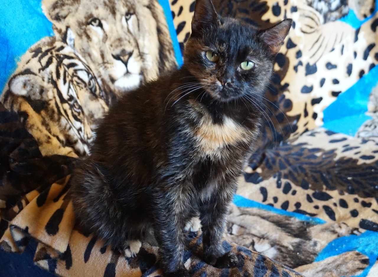 Марго - Имена для девочек - Клички для котов и кошек