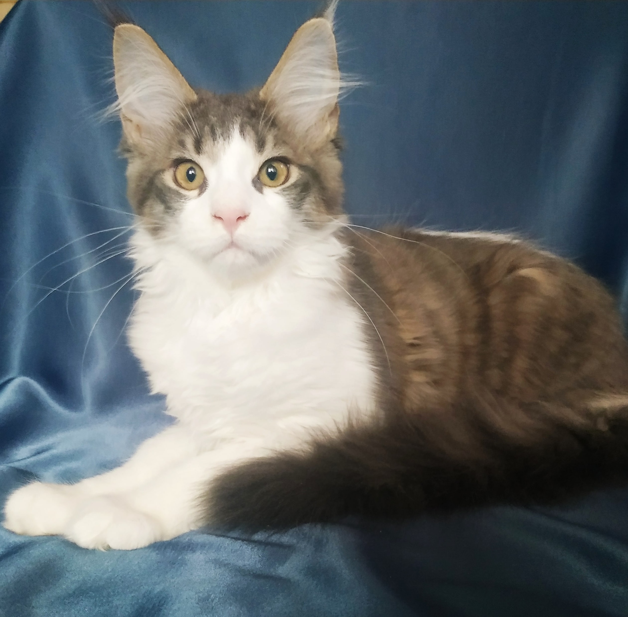 Аяна - Имена для девочек - Клички для котов и кошек