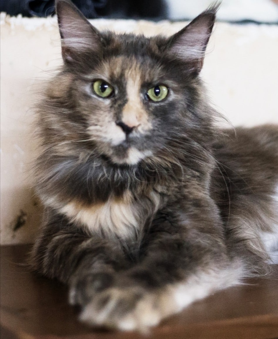 Мэйни - Имена для девочек - Клички для котов и кошек