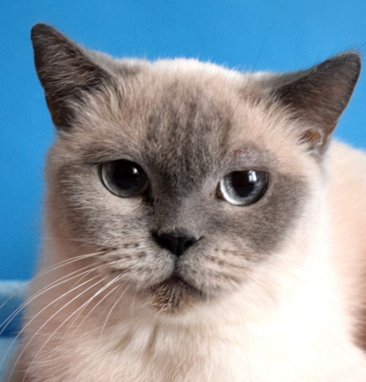 Лера - Имена для девочек - Клички для котов и кошек