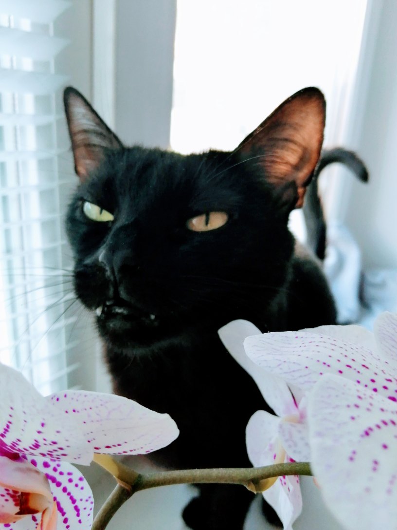 Багира - Имена для девочек - Клички для котов и кошек