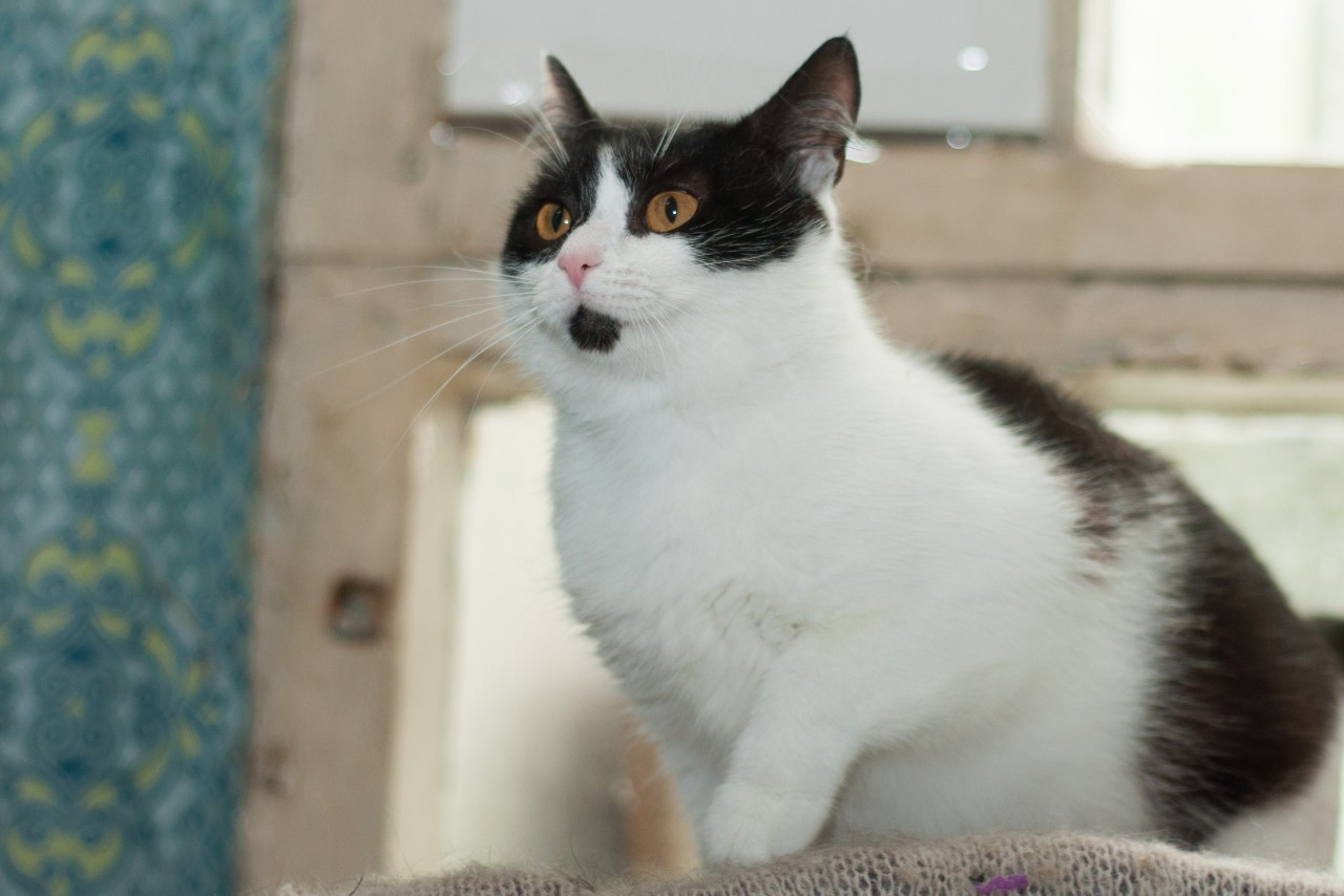 Юня - Имена для девочек - Клички для котов и кошек