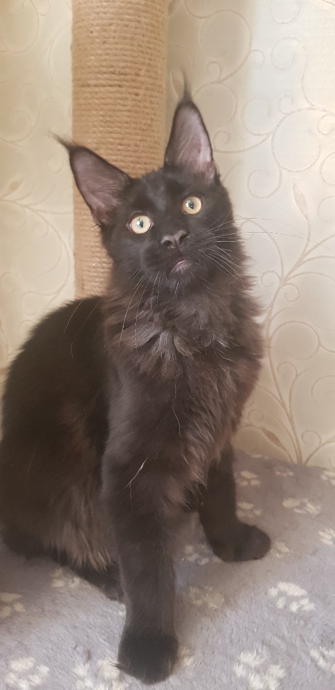 Бонд - Имена для мальчиков - Клички для котов и кошек