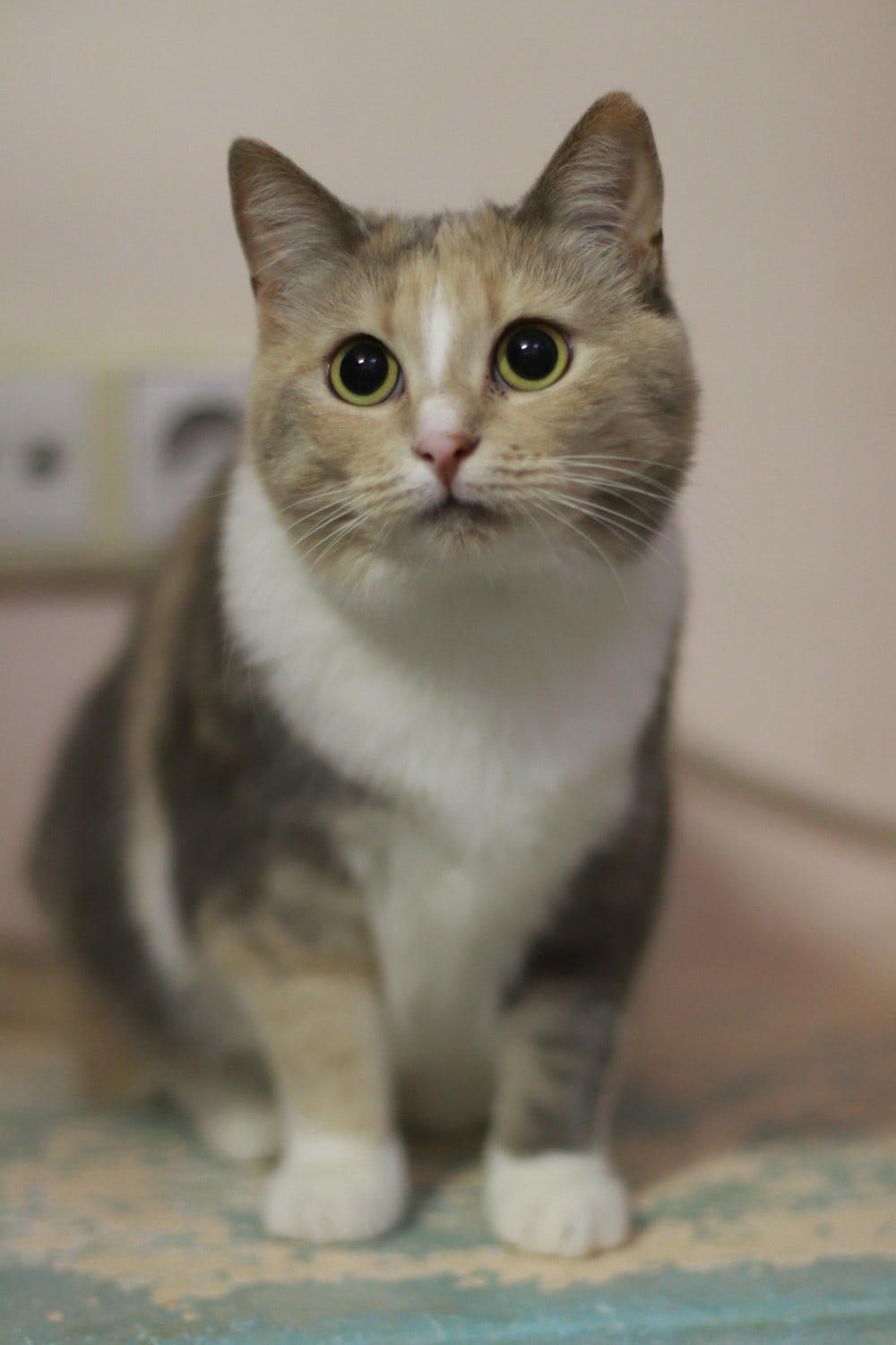 Василиса - Имена для девочек - Клички для котов и кошек