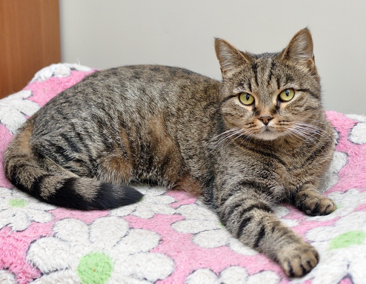 Нола - Имена для девочек - Клички для котов и кошек