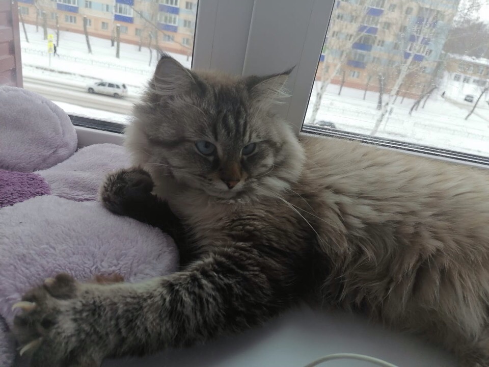 Тима - Имена для мальчиков - Клички для котов и кошек