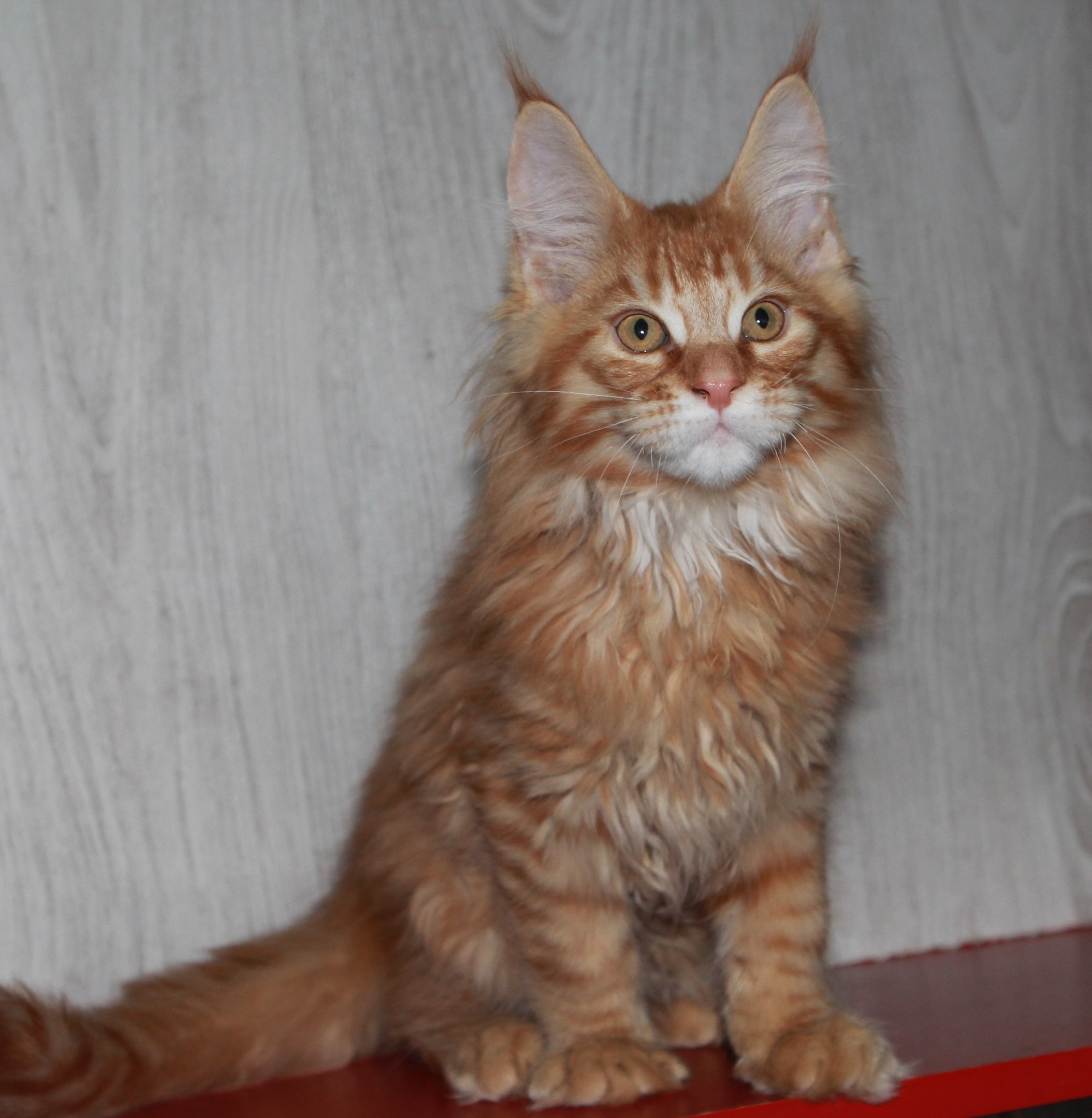 Жиган - Имена для мальчиков - Клички для котов и кошек