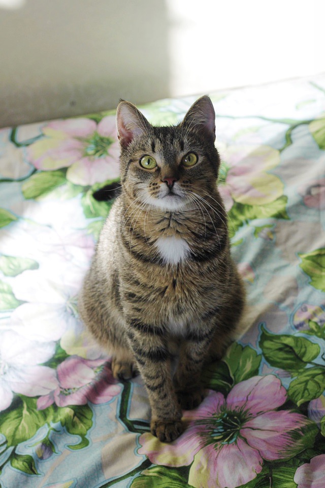 Плюш - Имена для мальчиков - Клички для котов и кошек