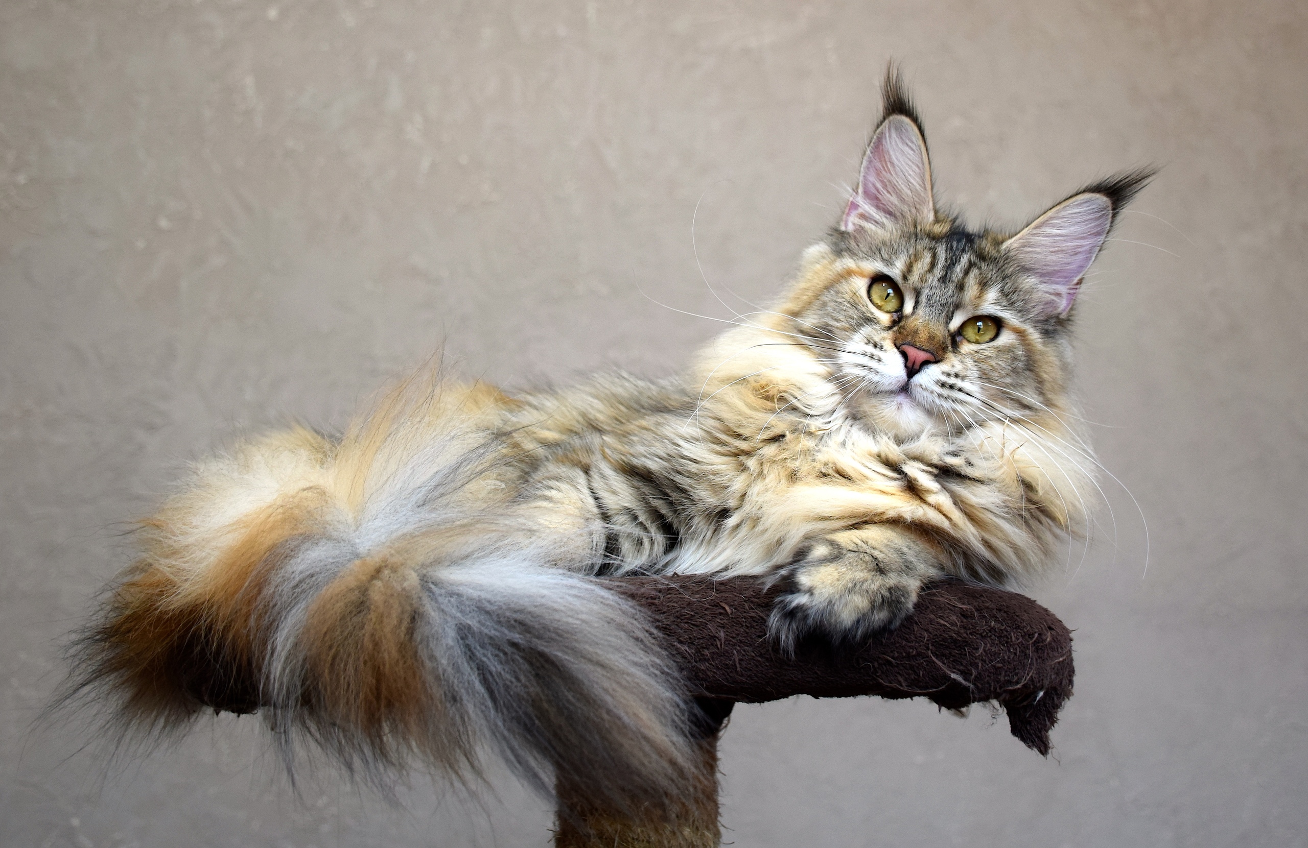 Лена - Имена для девочек - Клички для котов и кошек