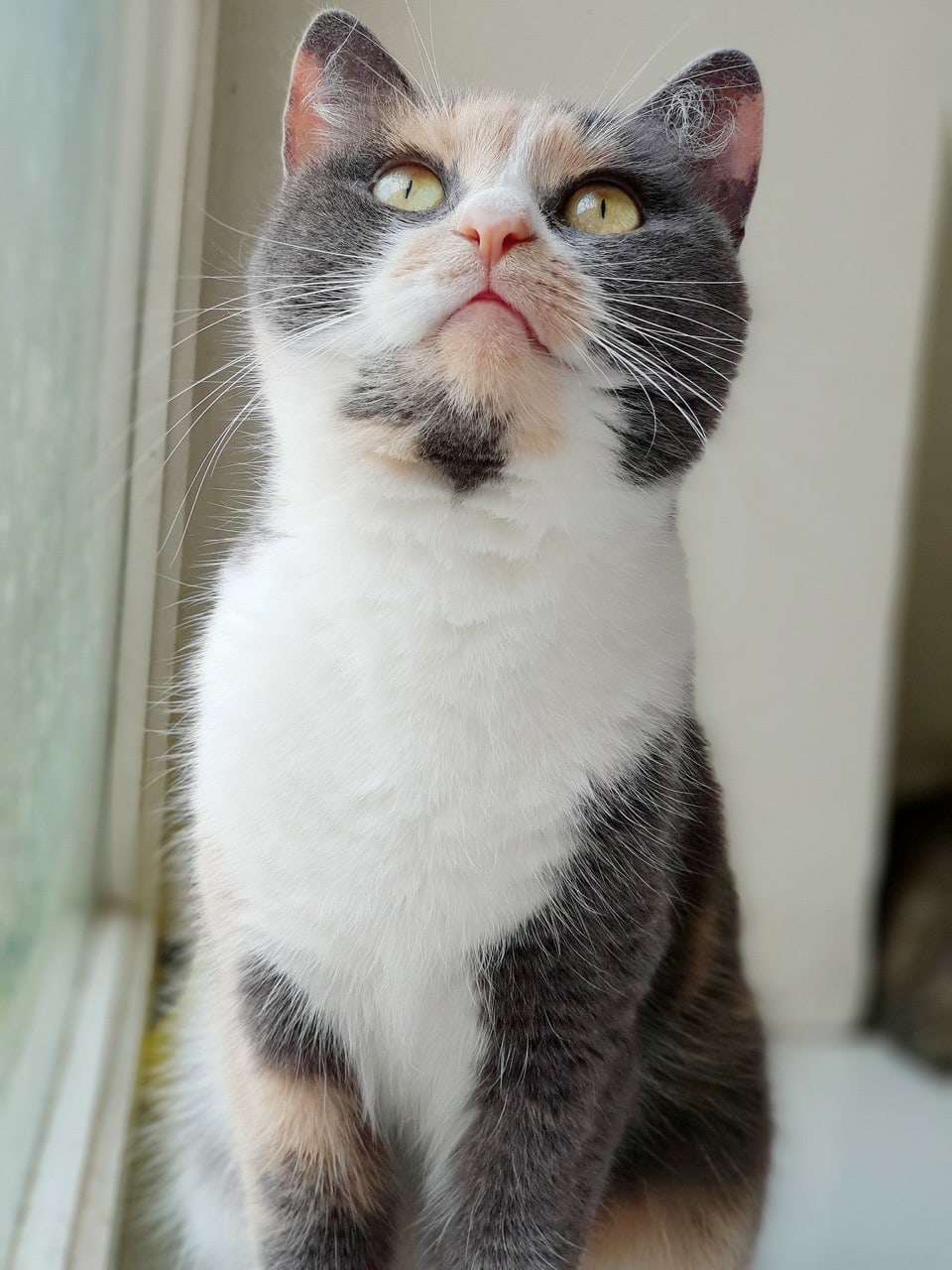 Энни - Имена для девочек - Клички для котов и кошек