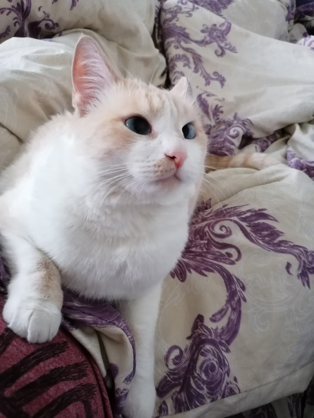 Сава - Имена для мальчиков - Клички для котов и кошек