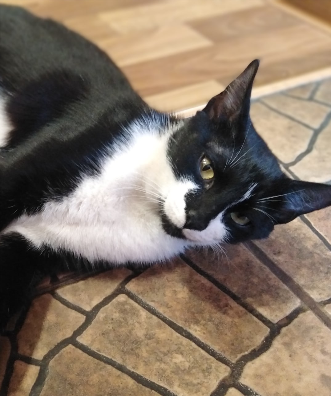 Кнопа - Имена для мальчиков - Клички для котов и кошек