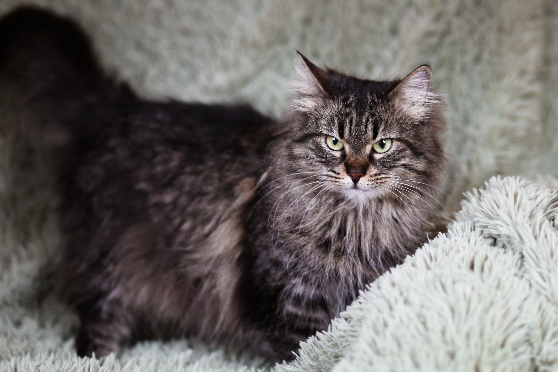 Фрида - Имена для девочек - Клички для котов и кошек