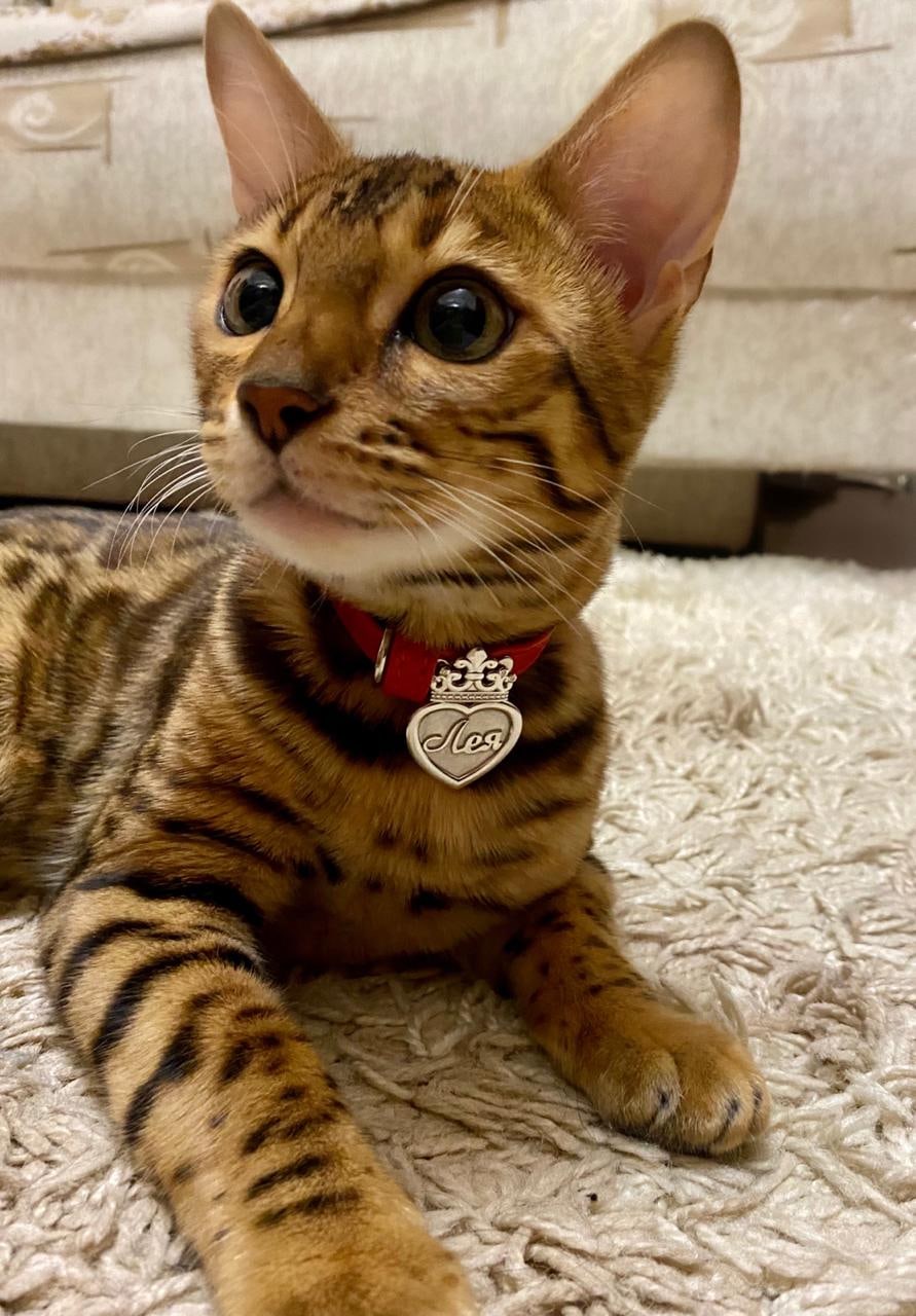 Лея - Имена для девочек - Клички для котов и кошек