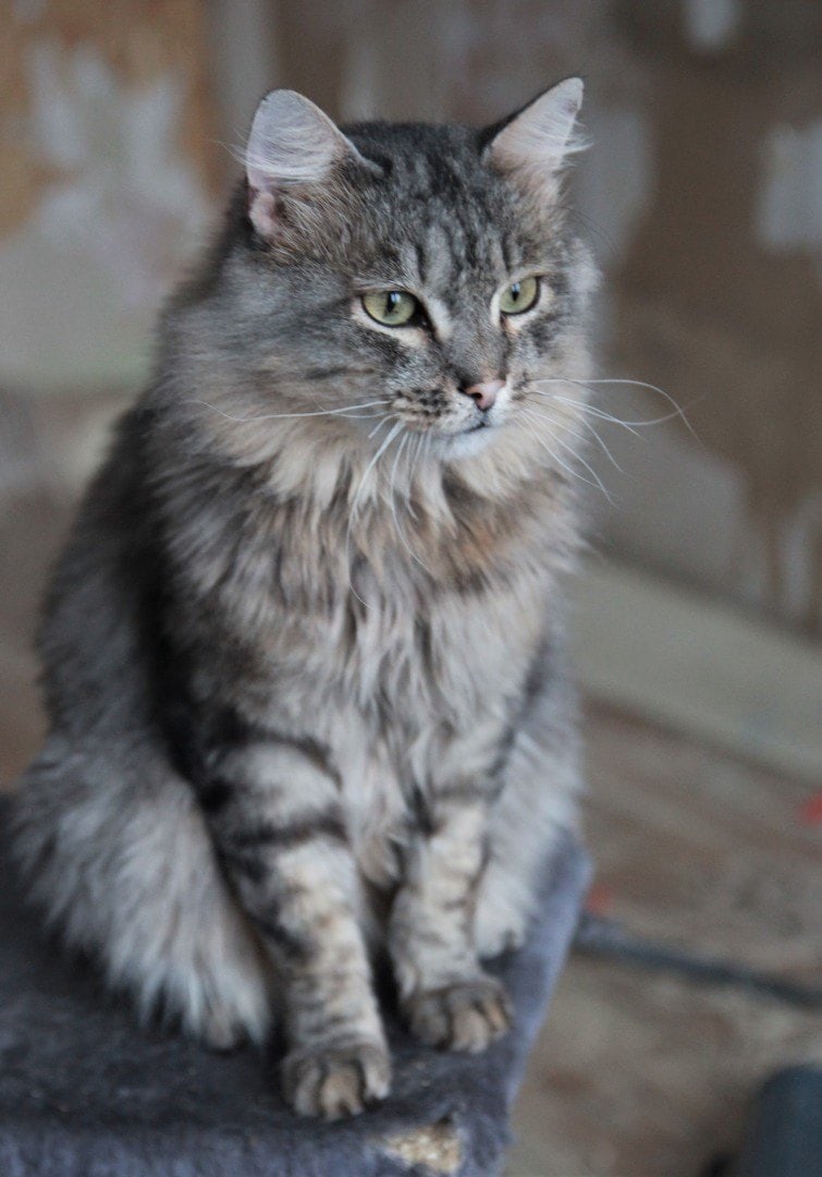 Веня - Имена для мальчиков - Клички для котов и кошек