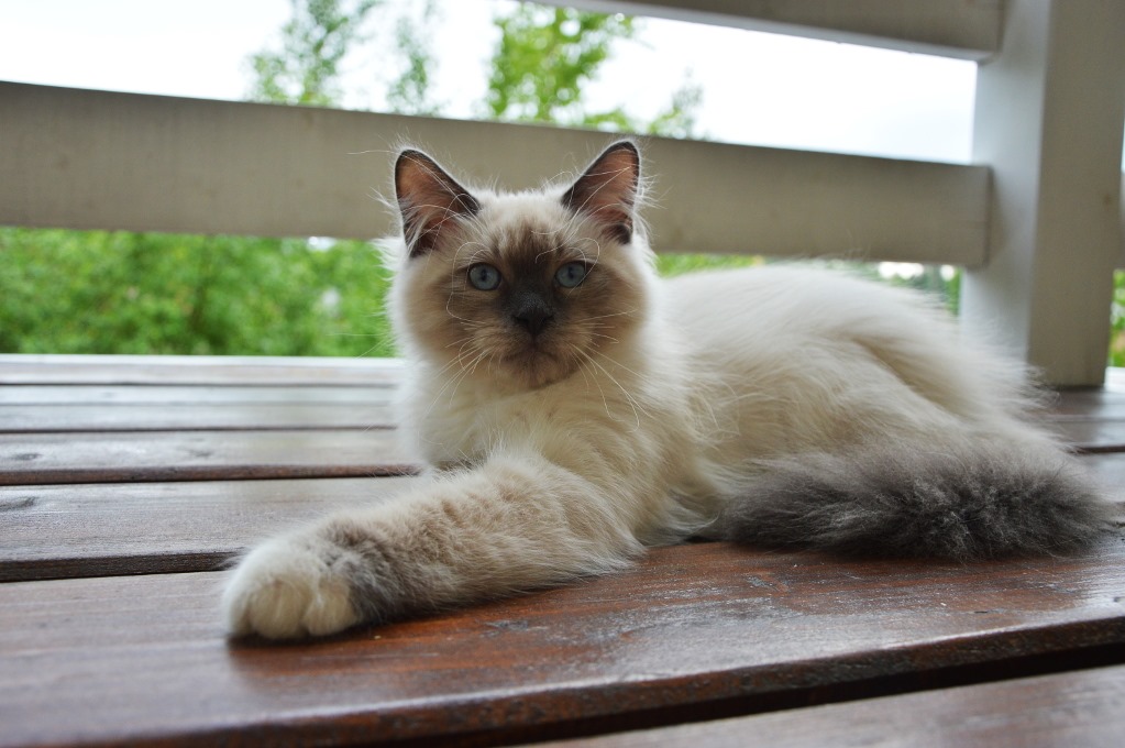 Дамиан - Имена для мальчиков - Клички для котов и кошек