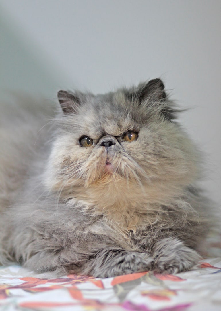 Стеша - Имена для девочек - Клички для котов и кошек