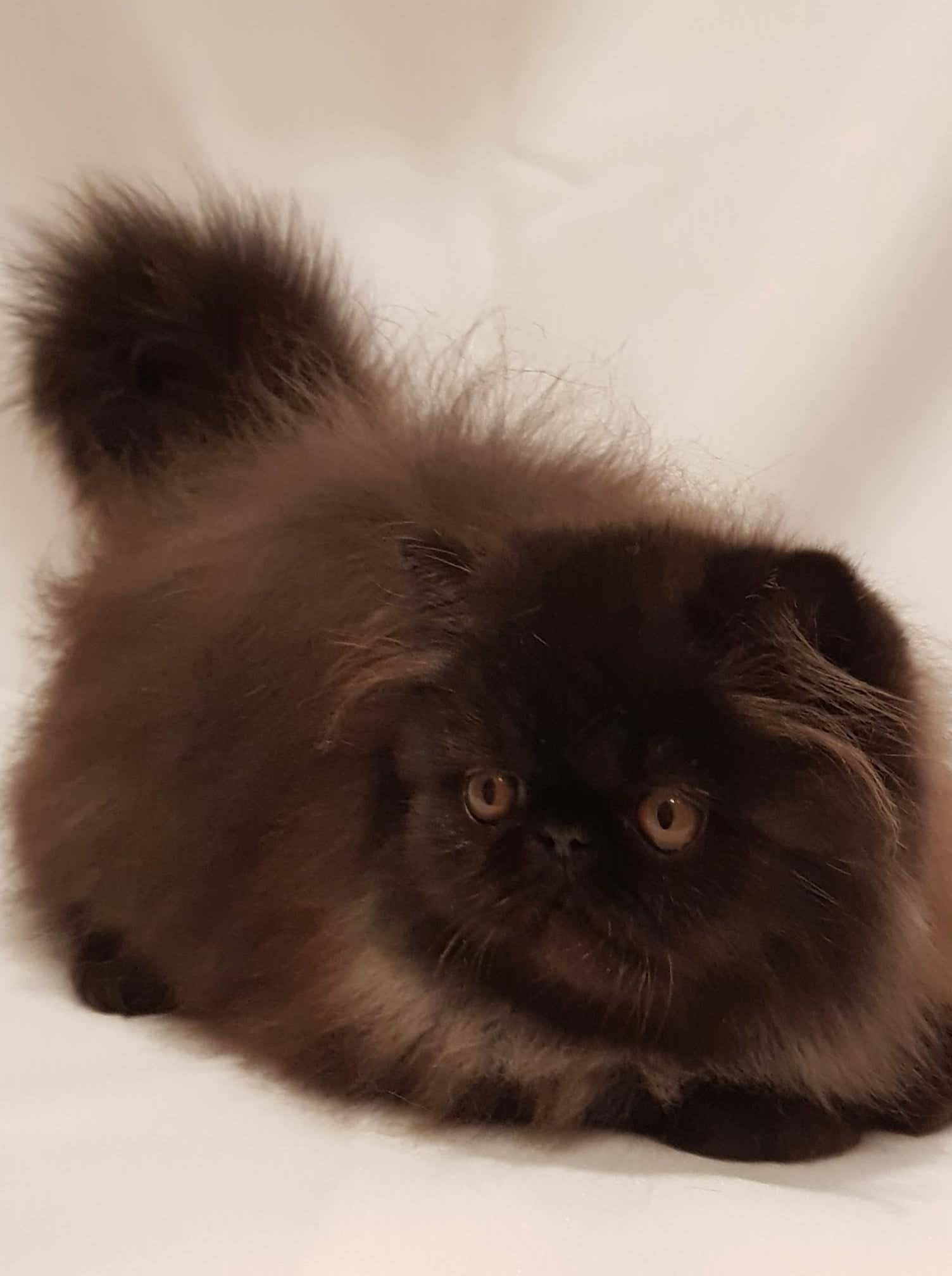 Чара - Имена для девочек - Клички для котов и кошек