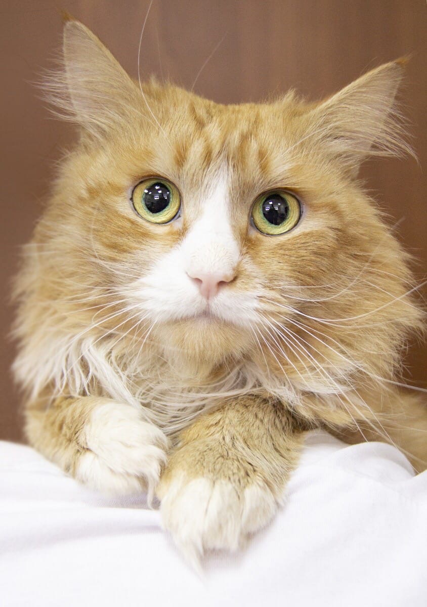 Адам - Имена для мальчиков - Клички для котов и кошек