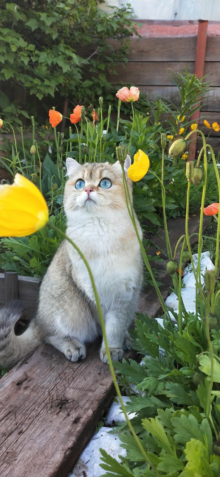 Флора - Имена для девочек - Клички для котов и кошек