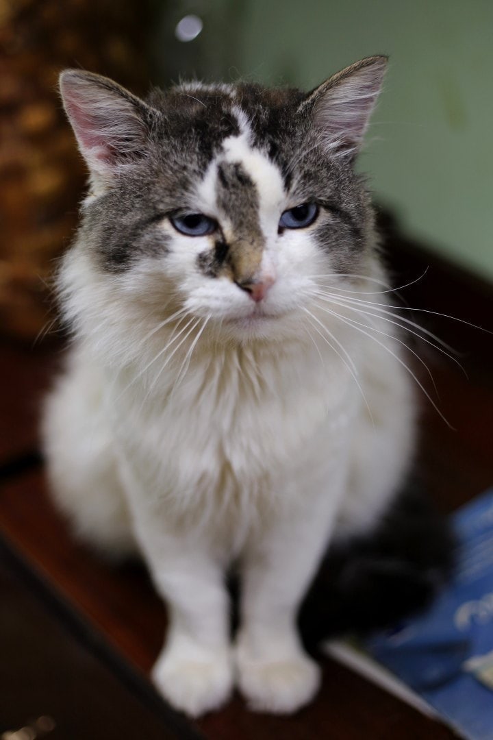 Мусик - Имена для мальчиков - Клички для котов и кошек